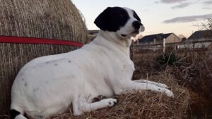 Places, Please! Navigating Visitors for Pups With Stranger Danger