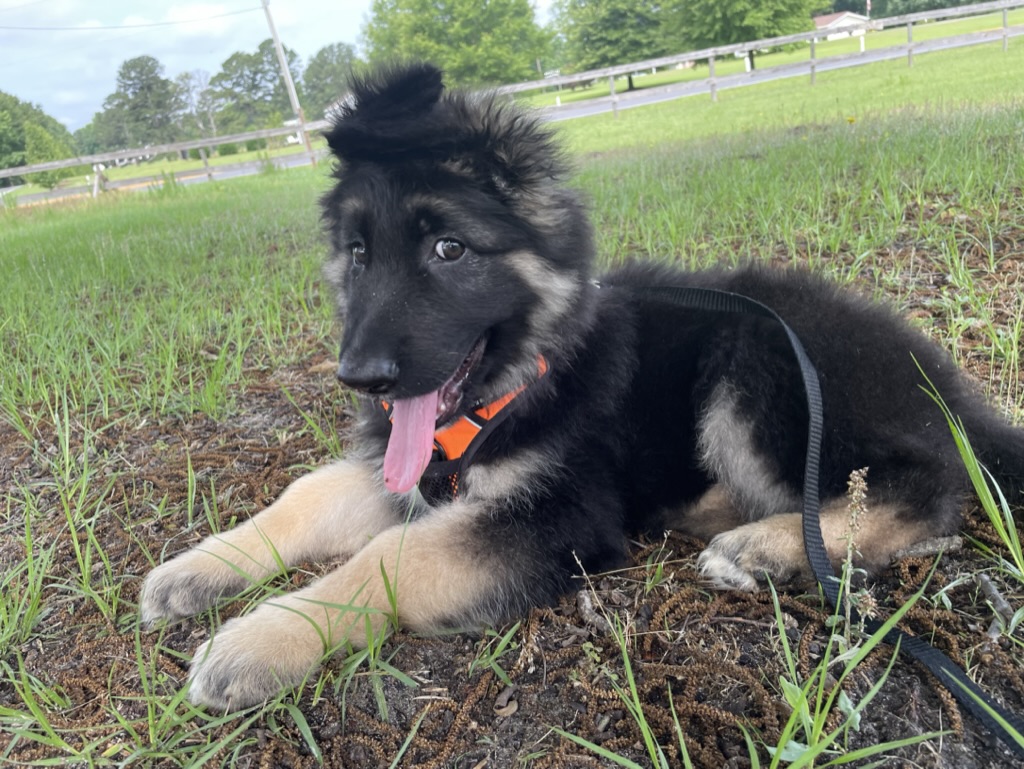 Landshark Mode Activated: Understanding Puppy Biting