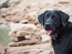 Eyes On Me! Teaching Engagement On Cue (The Name Game)