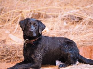 The YES! Game: Teach Your Dog A Reward Marker