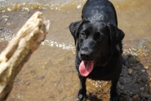 Creating Self-Sustaining Behaviors Using Life Rewards & Functional Reinforcers