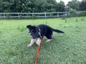 Leash Skills: U-Turns