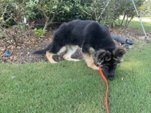 Potty Training for New Puppies & Adult Dogs