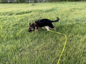 Get Busy! Teaching Puppies & Dogs to Potty On Cue