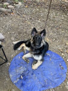 Using Station Training for Behavior Modification