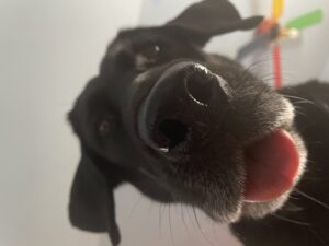 Choosing the Right Training Treats