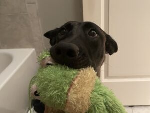 Feed if Frightened?! Why Feeding Fearful Fidos Fails to Feed Their Fears