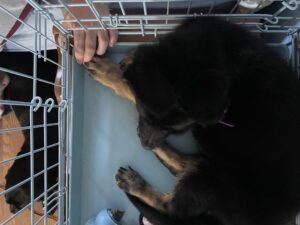 Crate Training & Re-Training