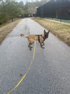 Basic Skills for Leash Walking
