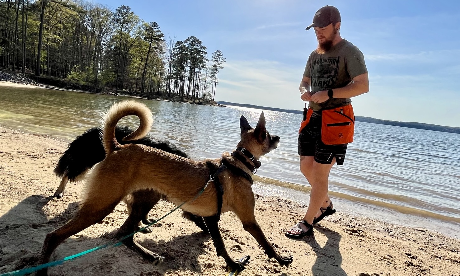 Using Electronic Training Collars with Positive Reinforcement