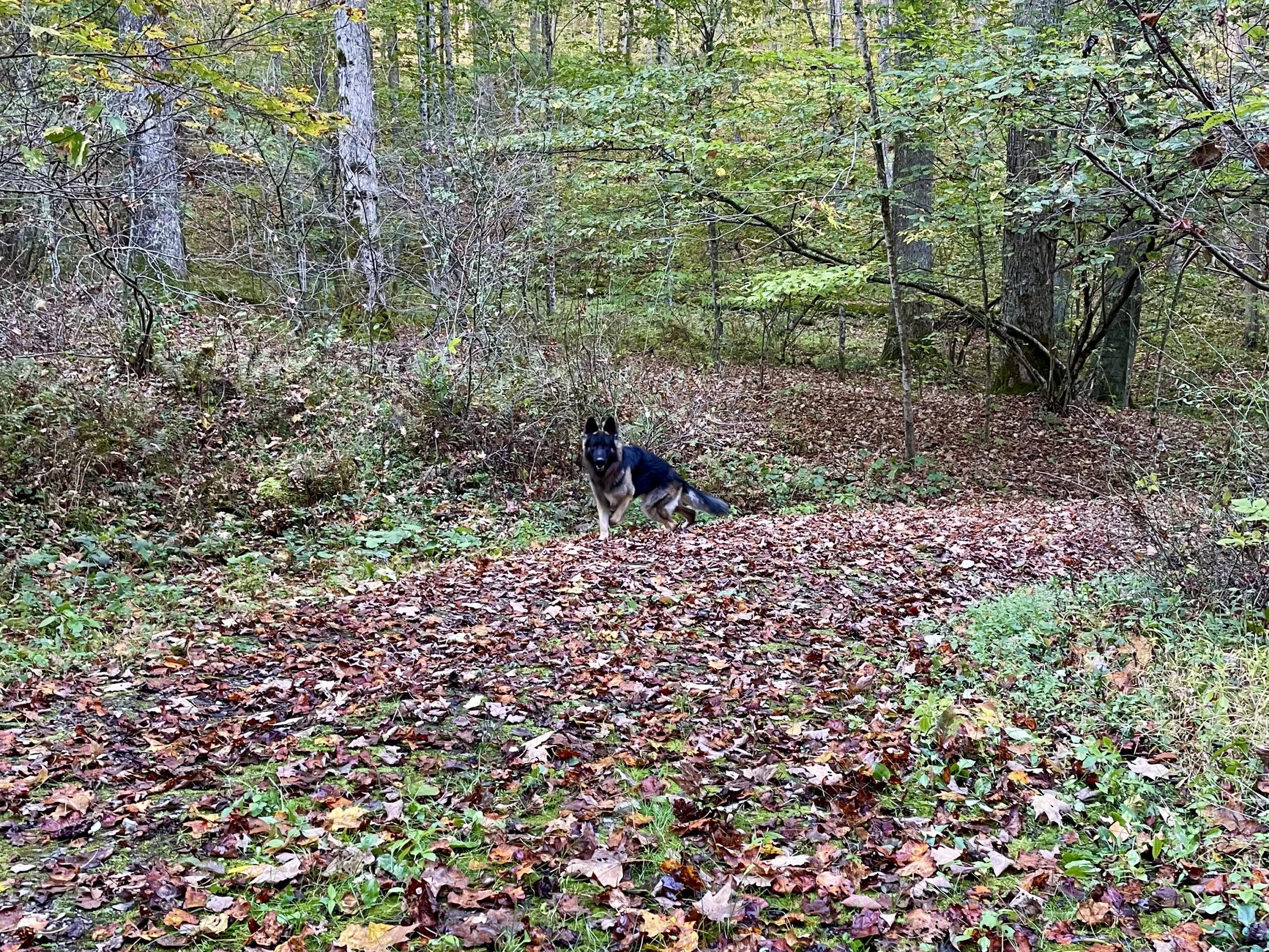 Essential Skills for Off-Leash Dogs