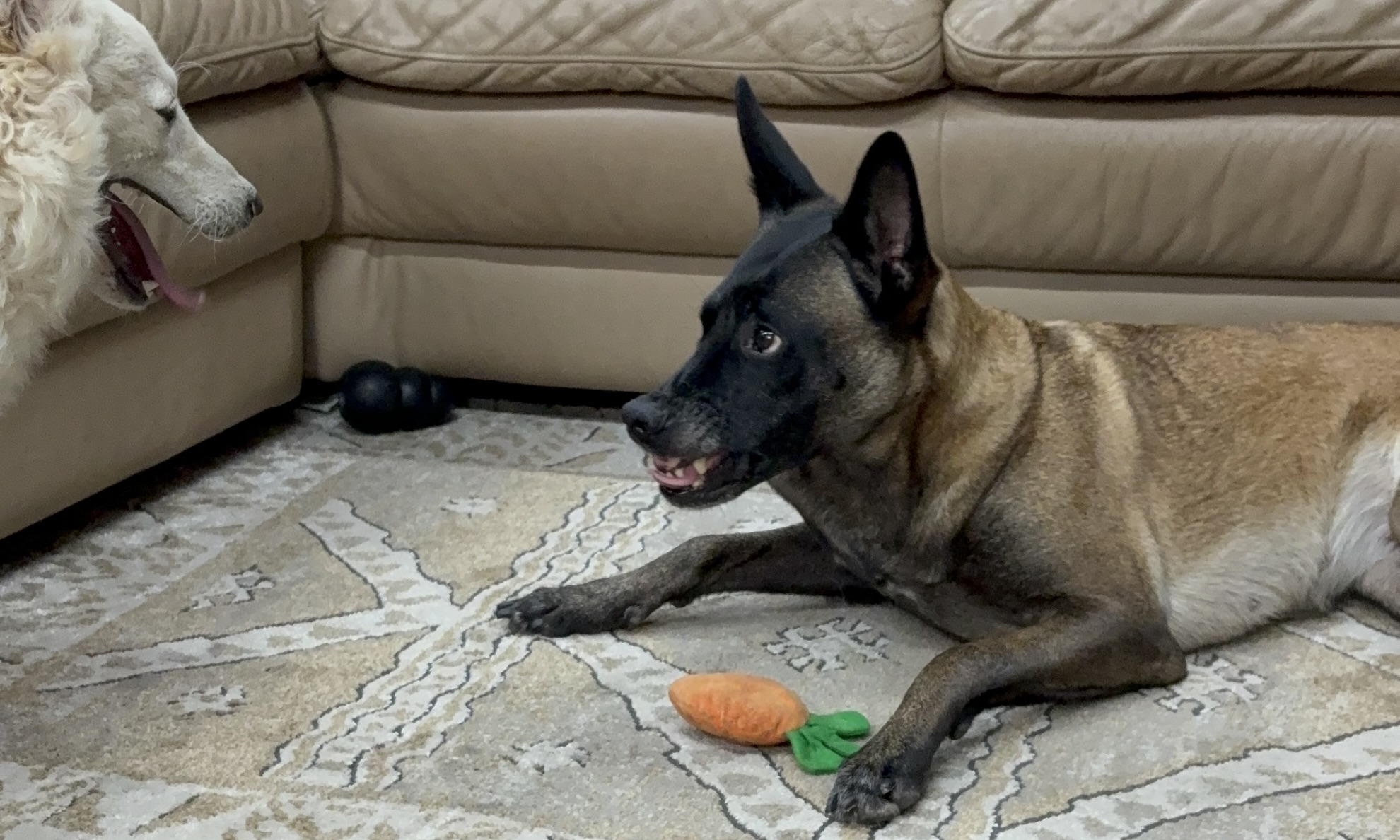 Muzzle Introduction & Selection